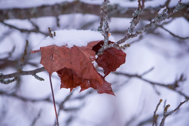 Detail van de winter natuur op het platteland. Droge bruine bladeren op een boomtak in sneeuw.