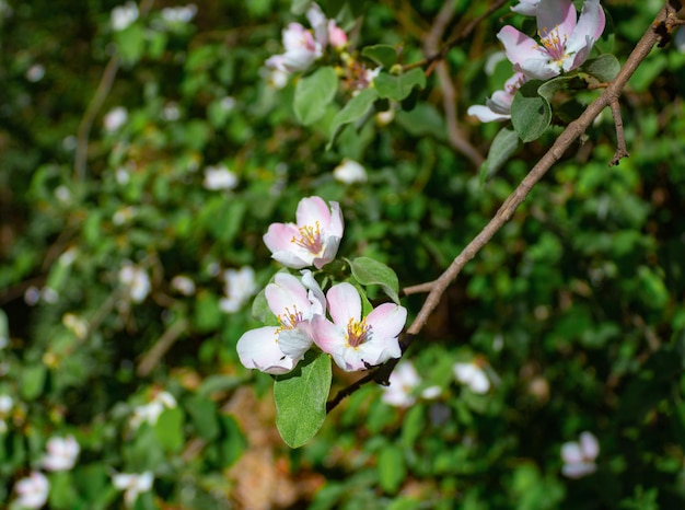 Foto detail van de witte kwinzebloem in het voorjaar