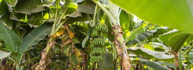 Detail van een bananenplantage in Luxor, Egypte