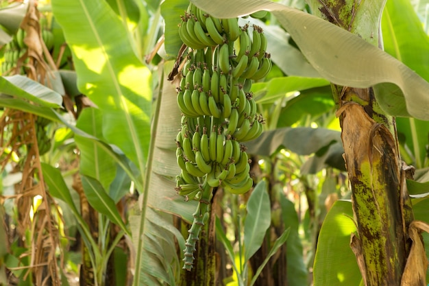 Detail van een bananenplantage in Luxor, Egypte