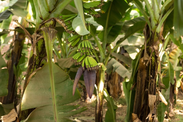 Detail van een bananenplantage in Luxor, Egypte