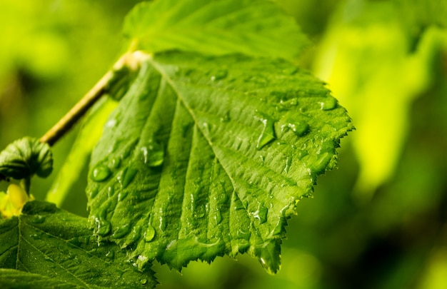 Detail van een beukenblad, met een felle groene kleur, met waterdruppels uit de regen.