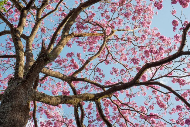 Detail van een boom met takken en roze bloemen.