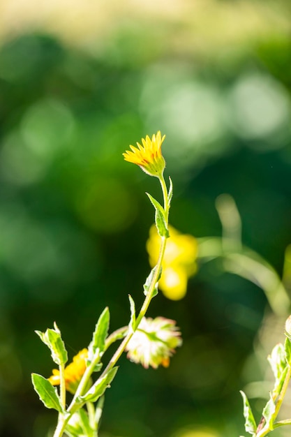 Detail van een calendula arvensis is een soort bloeiende plant uit de madeliefjesfamilie die bekend staat onder de algemene naam veldgoudsbloem Selectieve focus