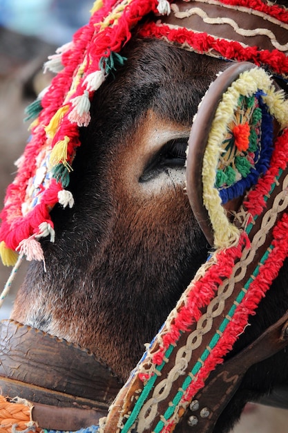 Detail van een ezel uit de stad Mijas (Malaga). Deze dieren worden gebruikt als ezeltaxi