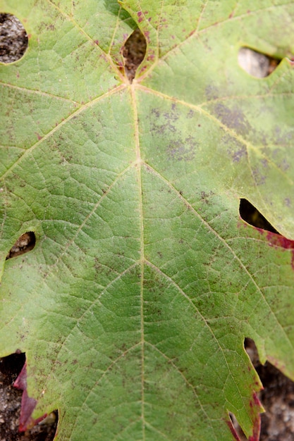 Detail van een groen blad