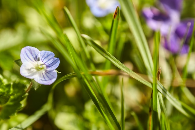 Detail van een kleine paarse bloem die in de lente tussen de grassprieten ontspringt