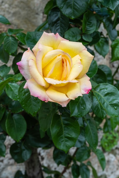 Detail van een mooie gele roos met regendruppels geïsoleerd van de achtergrond