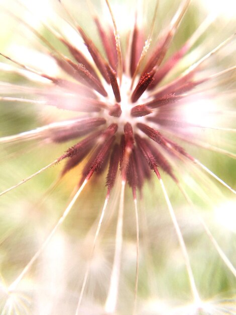 Foto detail van een paardenbloem