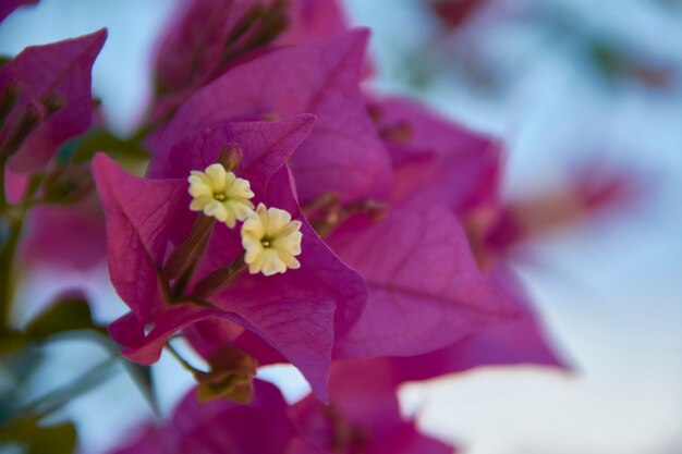 Detail van een paarse bloem met gele stampers op wazig blauwe achtergrond.