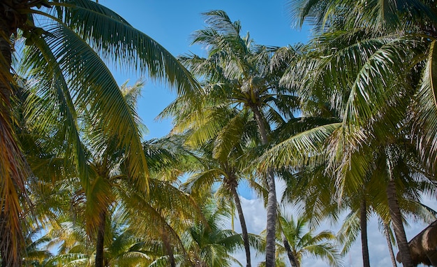 Detail van enkele palmbomen genomen tijdens een zomerdag aan de Riviera Maya in Mexico.