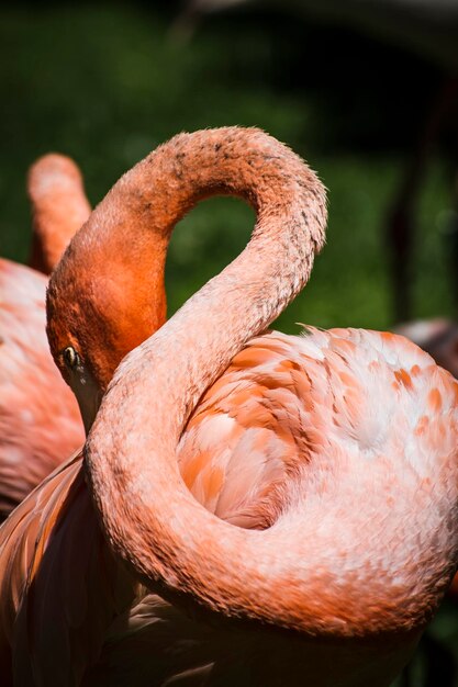 detail van flamingokop met lange nek