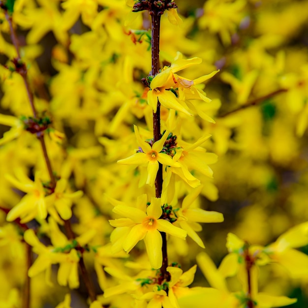 detail van Forsythia een vroege lentebloem