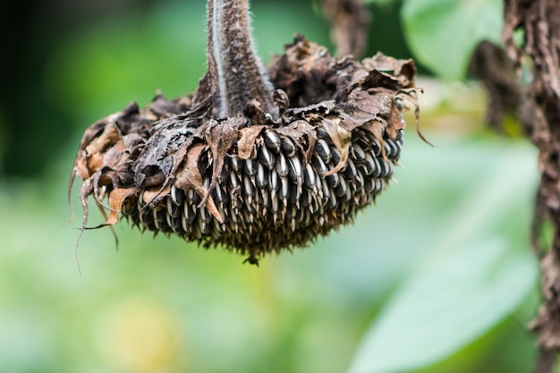 Detail van gedroogde zonnebloem