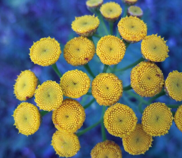 detail van gele bloemen