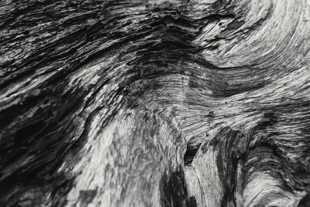 Detail van gestorven houten de kunstfotografie van de textuur zwart-witte aard.