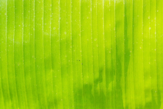 Detail van groene bananenbladeren