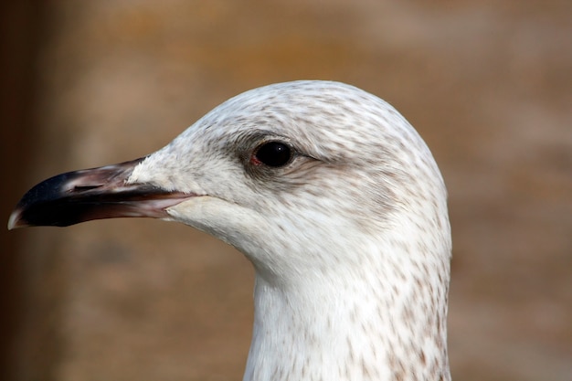 Detail van het hoofd van een juveniele geelpootmeeuw.