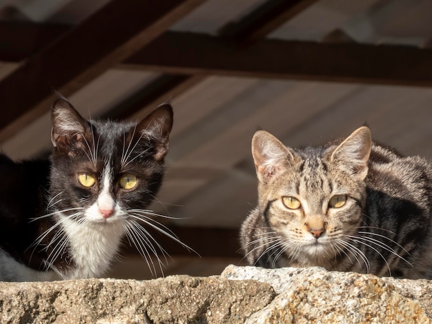 Detail van het hoofd van twee zwerfkatten