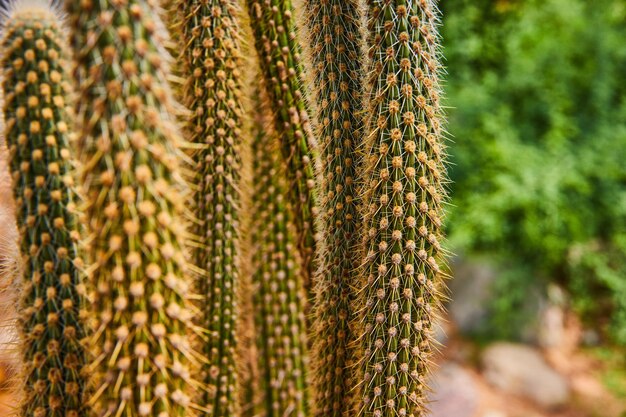 Detail van hoge en dunne cactusplanten bedekt met doornen