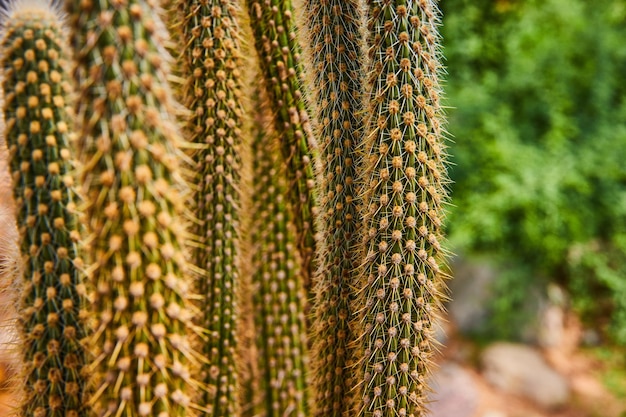 Detail van hoge en dunne cactusplanten bedekt met doornen