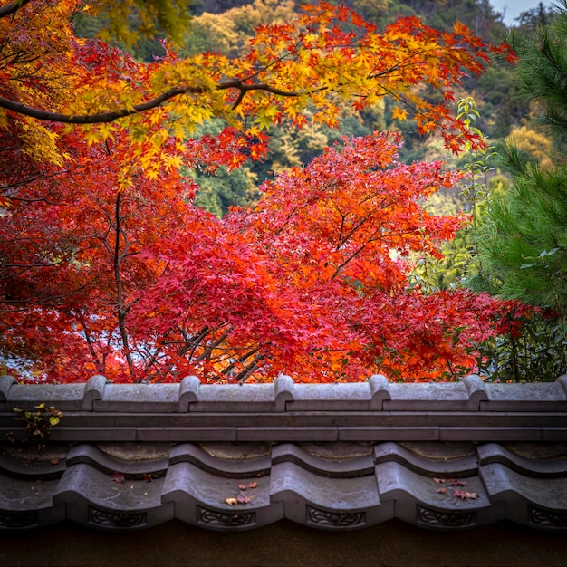 detail van kleurrijke esdoornbladeren op de achtergrond van een Kyoto-tempel