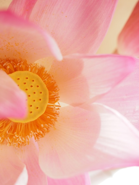 detail van lotus
