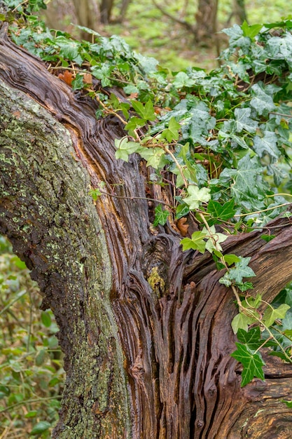 detail van overgroeide bomen