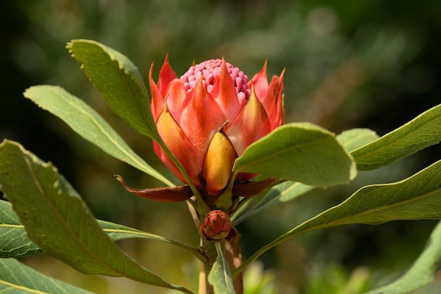 Detail van Protea-bloem uit Zuid-Afrika