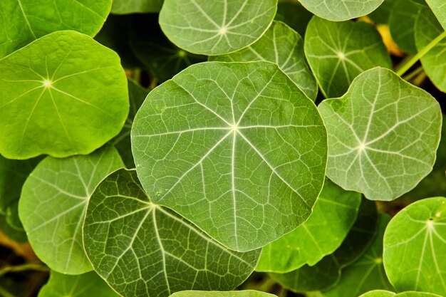 Detail van ronde groene bladeren van bovenaf