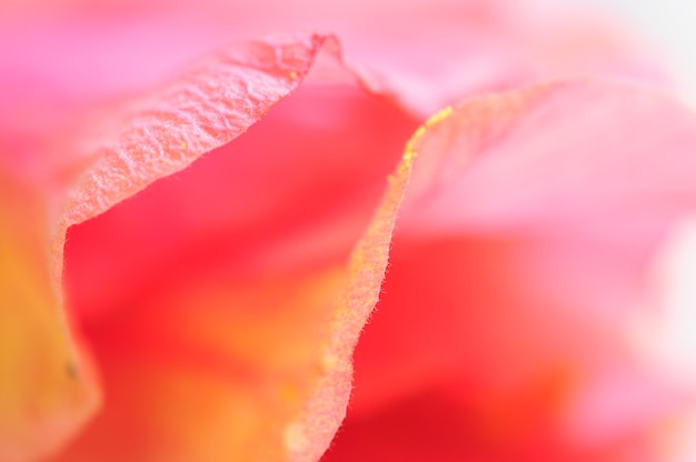 Detail van roze bloemblad roze snoepje voor achtergrond.