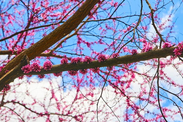 Detail van roze ontluikende bloemen op kersenboom met blauwe lucht