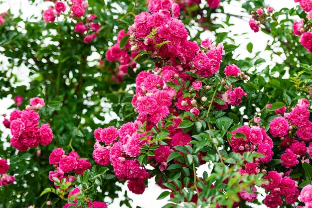 Detail van rozenstruik als bloemenachtergrond