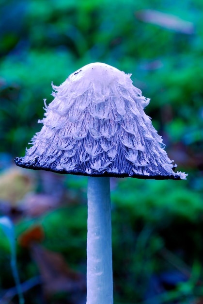 Detail van shaggy inktpet hoed (Coprinus comatus) in een bos