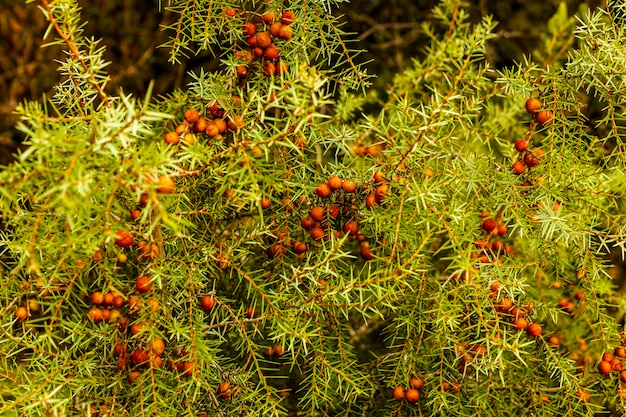 Detail van struik met fruit in het natuurpark van fuente roja, alcoi, alicante, spanje.