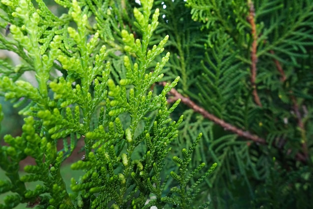 detail van verse groene dennenbladeren Oriental Arborvitae Thuja orientalis of Chamaecyparis lawsonian