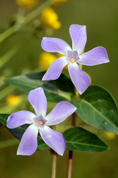 detail of the Vinca minor flowers