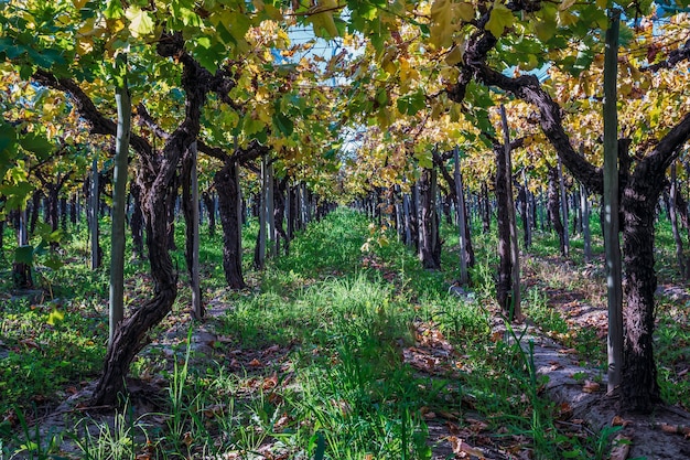 Particolare dei vigneti in argentina