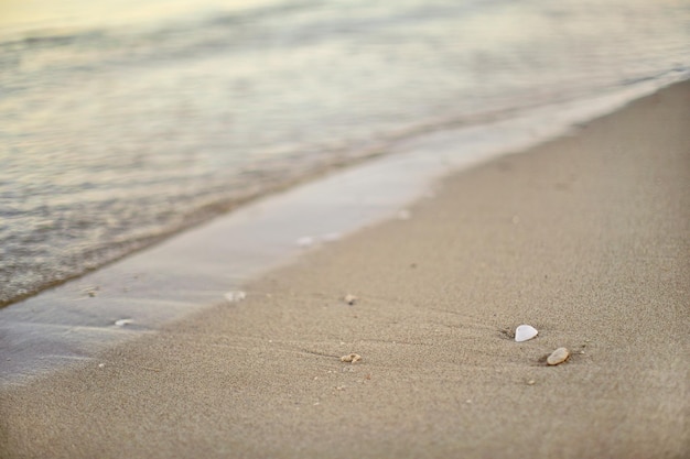 Detail on wet sand on the beach, blurred sea in background - shallow depth of field photo - only small white seashell in focus.