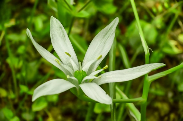 Detail of a white flower with pistils and petals in view taken in a macro shot.