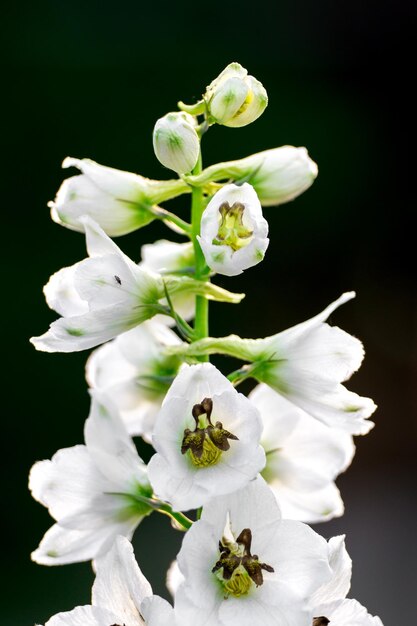 白い花の細部