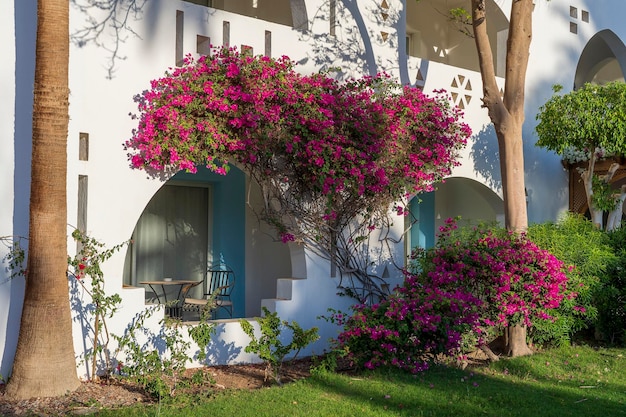 Detail of white wall of a house and red flower tree on the street of egypt in sharm el sheikh