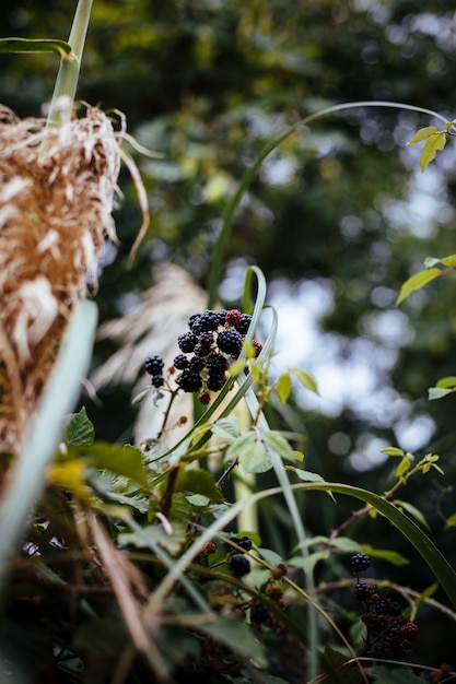 Detail of wild blackberries