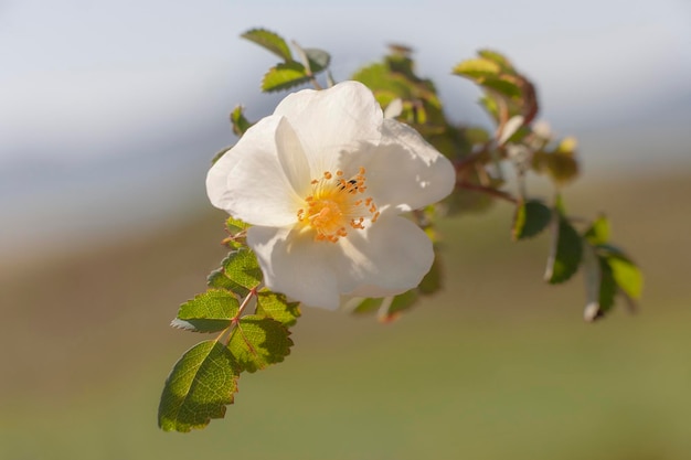 Dettaglio del fiore selvatico con sfondo sfocato