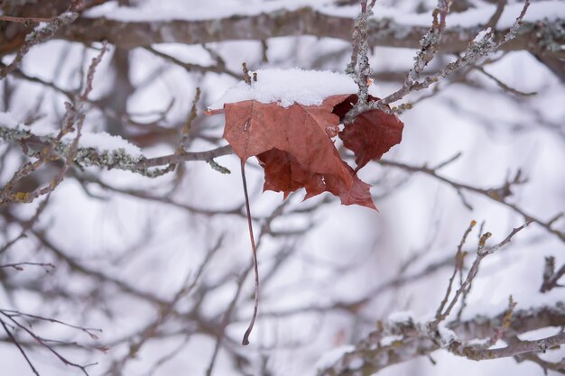 Detail of winter nature in countryside. Dry brown leaves on a tree branch in snow.