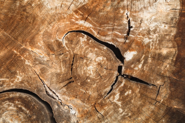 detail of wood stump texture