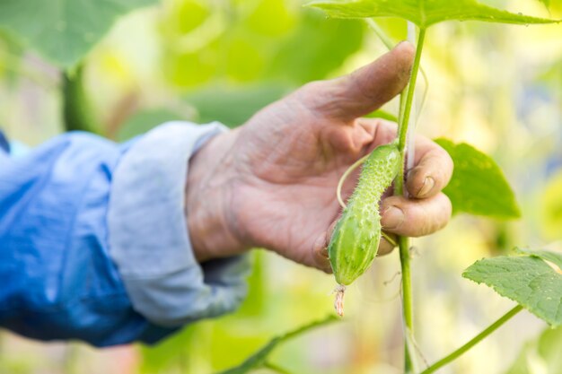 Detail of wrinkled senior man hand holding cucumber at farm greenhouse.