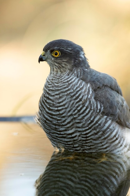 detail of a young male Eurasian sparrow hawk bathing and drinking in a natural spring