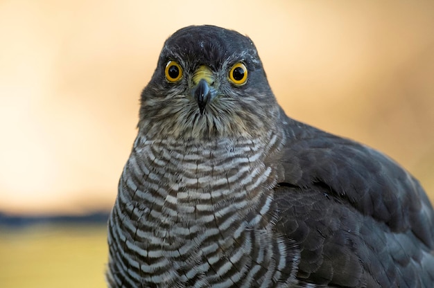 detail of a young male Eurasian sparrow hawk bathing and drinking in a natural spring