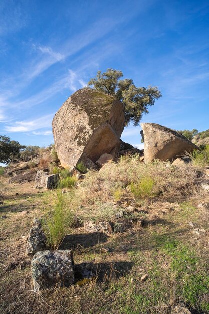 Detail of a young tree growing between large granite rocks